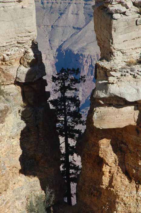 a tree grows between two boulder formations